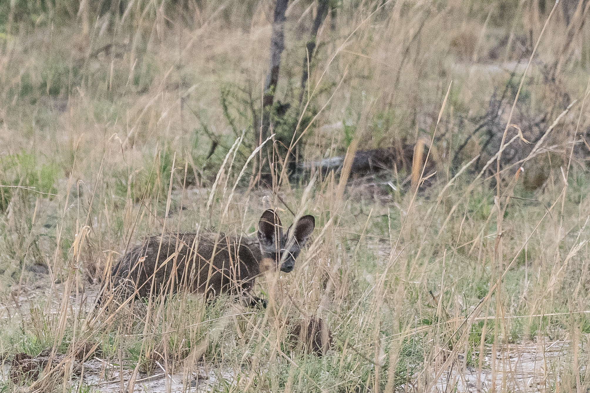 Otocyon ou Renard à oreilles de Chauve-souris (Bat-eared fox, Otocyon megalotis), Kwando reserve, Botswana.